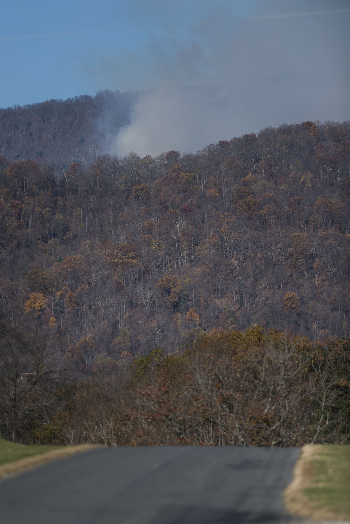 Forest Fire